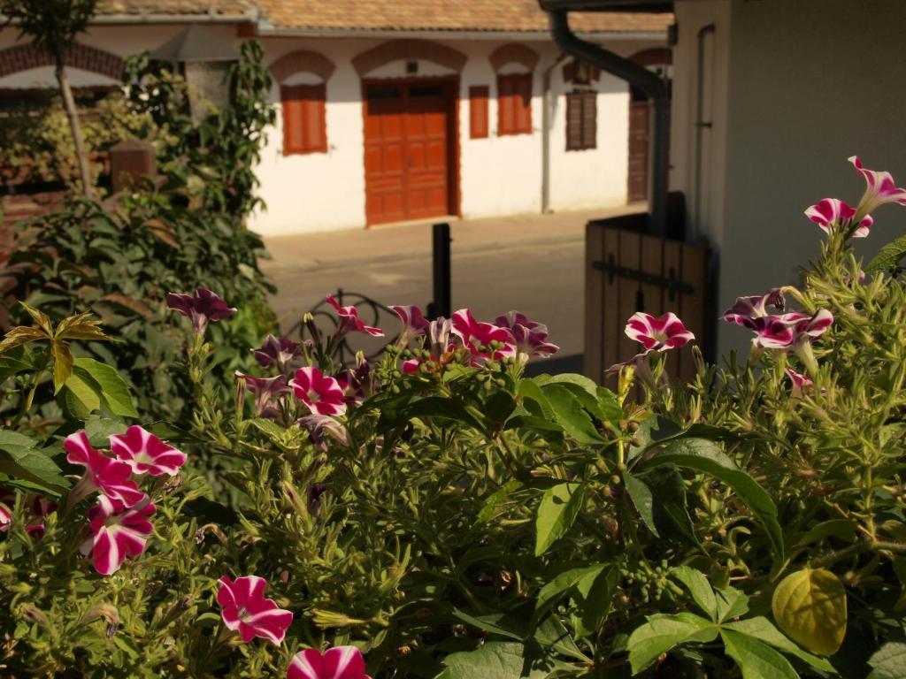 Vitényi Pince Vendégház Villány Esterno foto